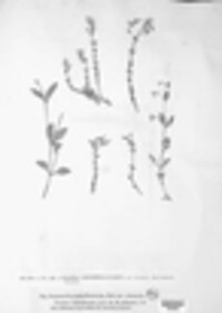 Puccinia caryophyllacearum image